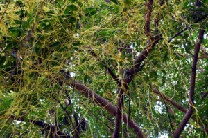 cascuta plant